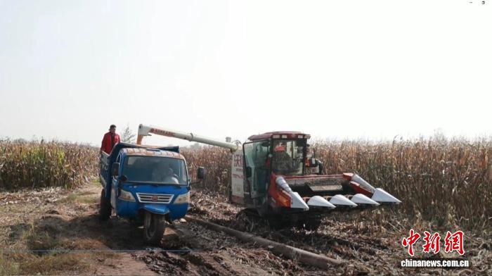 山西祁县多举措抢收抢烘 保障秋粮安全归仓