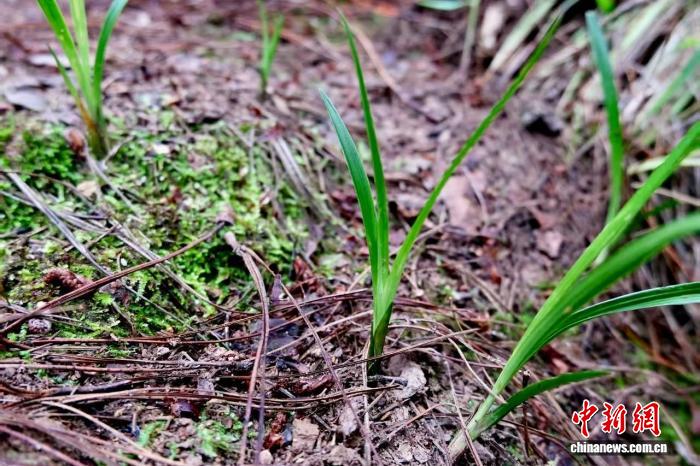 云南凤庆现百株野生春兰，系国家二级保护植物