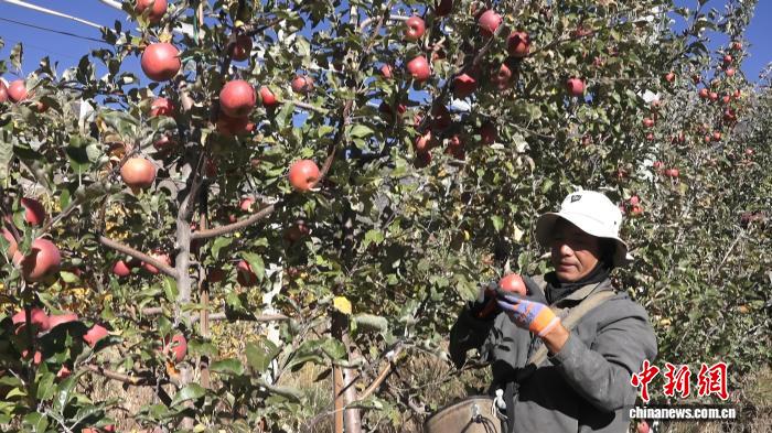 西藏贡嘎1.9万亩矮化苹果产业：从戈壁到亿元增收之路