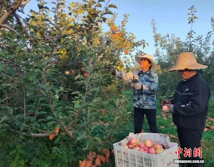 山西高平：太行山下苹果丰收 产业振兴助农增收