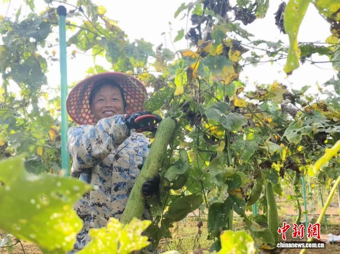 江西安福：丝瓜络产业织就乡村振兴新图景