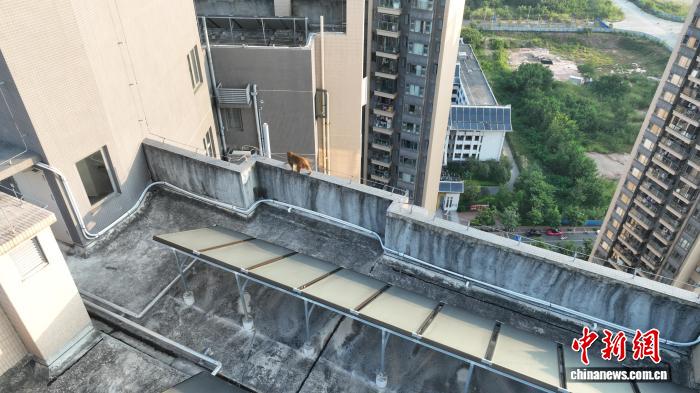 南宁市民友善待猴：城市与野生动物和谐共处新典范