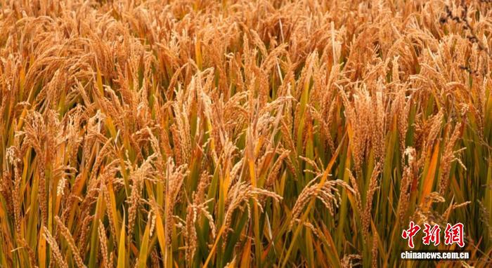 辽宁盘锦：金秋稻香蟹肥，生态种养迎丰收