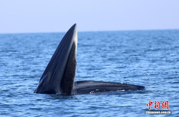 布氏鲸在涠洲岛海域捕食场景