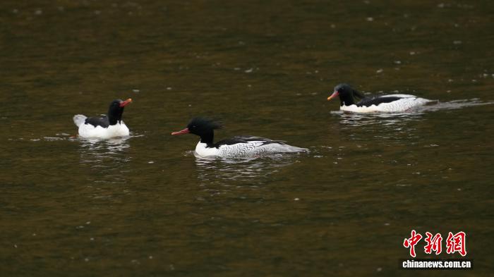 江西龙虎山连续19年迎首批越冬中华秋沙鸭，生态保护显成效