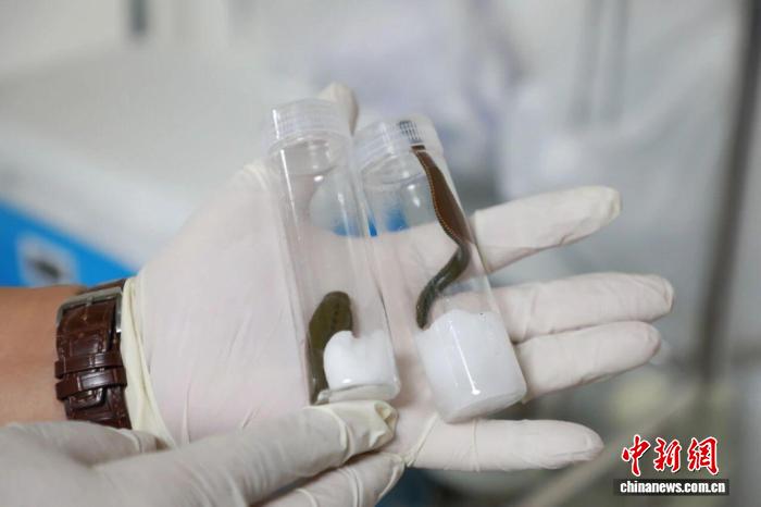 “海南金边蚂蟥（菲牛蛭）” 4项国家级团体标准正式发布