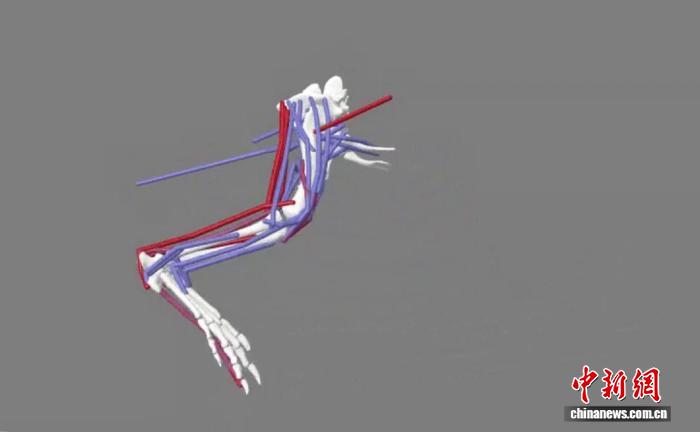四足动物肢体姿势转变与体型演化如何关联？最新研究揭开未解之谜