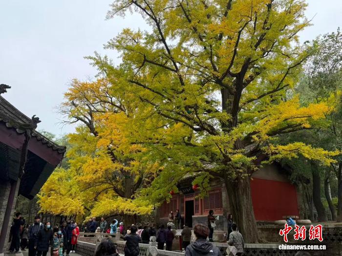 五百年连理银杏披金装 晋祠秋景迎来最佳观赏季