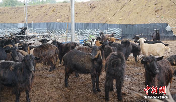 崇仁村黑山羊养殖基地