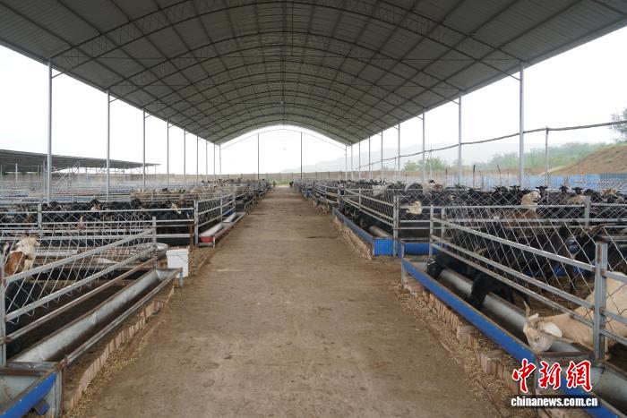 现代化羊舍与饲料厂房