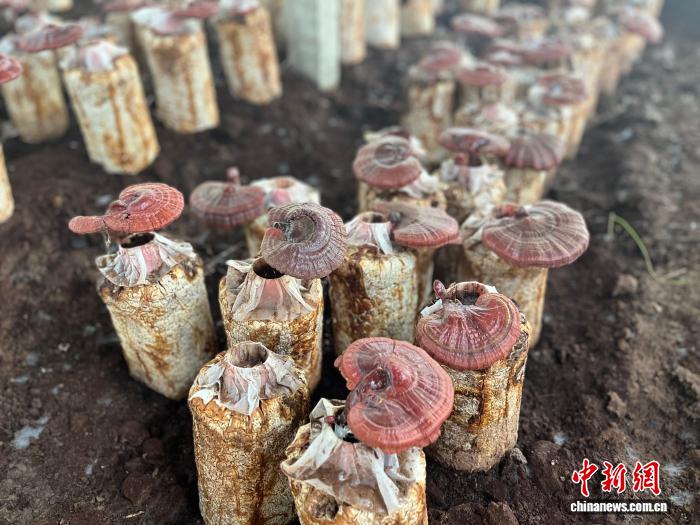 山西长子灵芝产业崛起：小灵芝托起乡村振兴大梦想