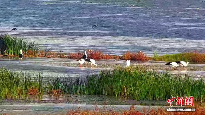 鄱阳湖保护区迎来首批6只东方白鹳越冬，候鸟季正式开启