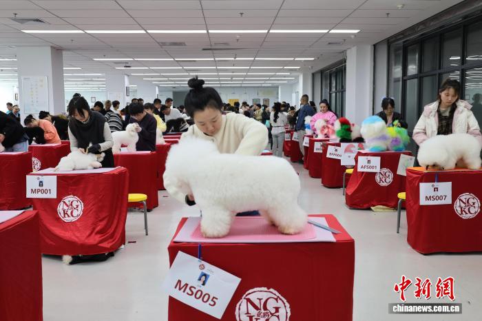 海峡两岸宠物美容新赛道：‘毛孩子’成技能交流新桥梁