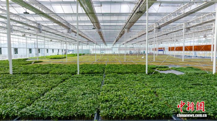 山西高平年育500万株种苗 智能育苗引领现代农业新趋势