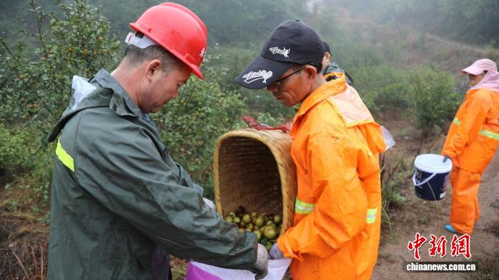 湖南永兴“补贴+保险”政策：助力油茶产业增收新路径