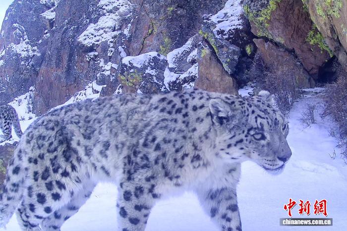 拉萨乃朗谷识别到17只雪豹 豹妈带“三娃”显疲惫