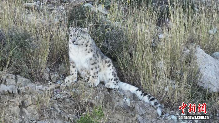 中国雪豹保护成效显著：十年间种群翻倍，栖息地超200万平方公里