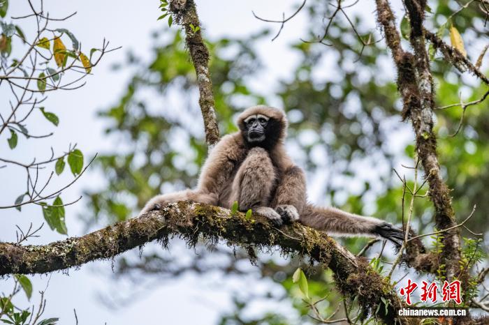 云南保山成功破译高黎贡白眉长臂猿声纹密码，首推IP文创