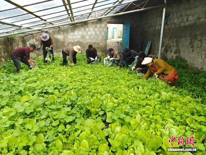 海拔4600米见证奇迹：西藏扎杂村民生蜕变背后的温度与力度