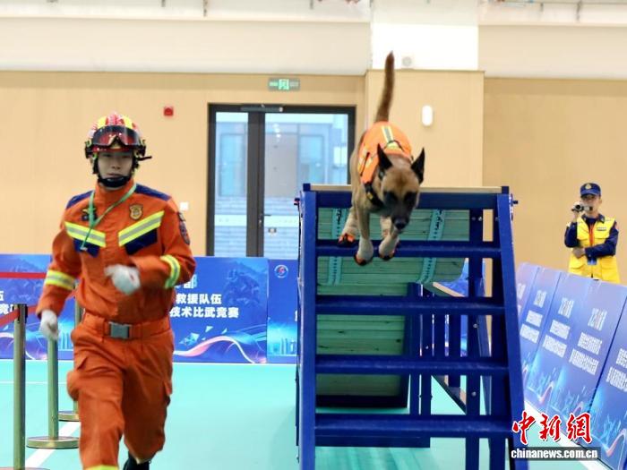 第八届消防搜救犬比武竞赛成都启幕 328只“汪星卫士”竞技