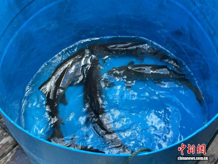 高原养殖破局记：鱼虾跃动雪域 林麝藏珍山谷