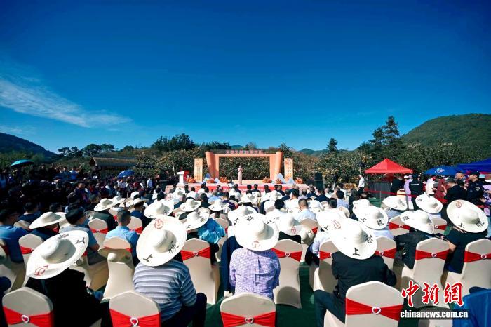 （乡村行·看振兴）福建古田：以“柿业旺”带动“乡村兴”