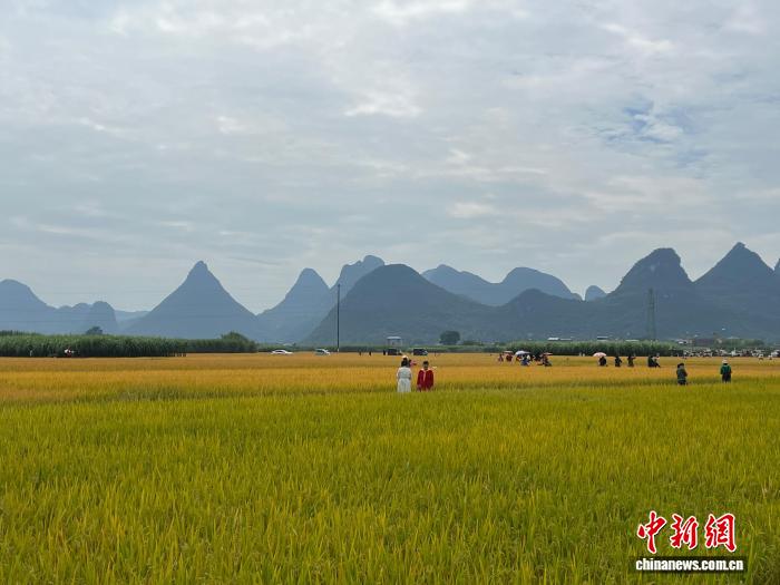 广西古砦仫佬族乡稻野飘香 文旅融合促民族团结