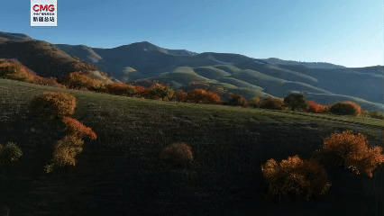 新疆新源那拉提秋日盛景：3万亩杏林染金成画