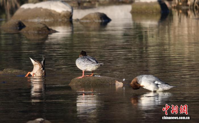吉林中华秋沙鸭保护成效显著：单日监测超200只创纪录