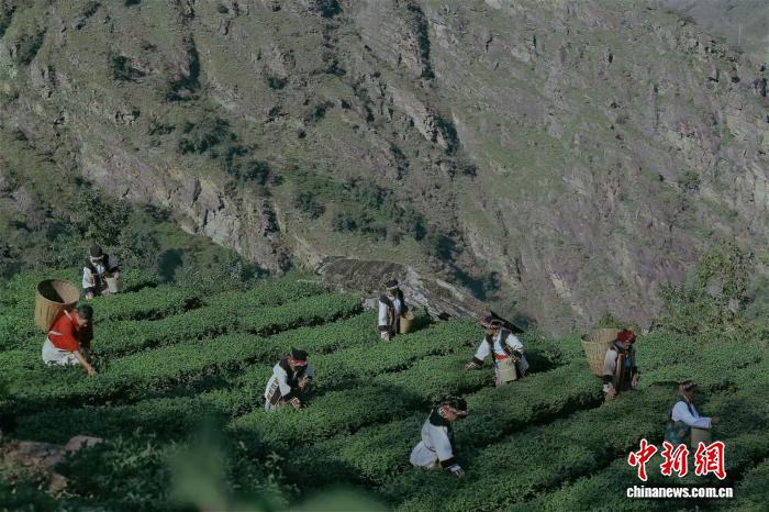 茶马古道焕新彩：四川魁多镇茶叶产业振兴之路