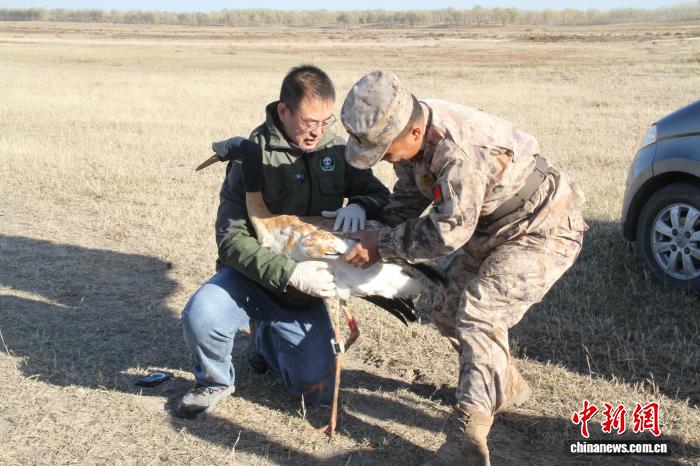 中国多个保护区联手点亮受伤白鹤迁徙路