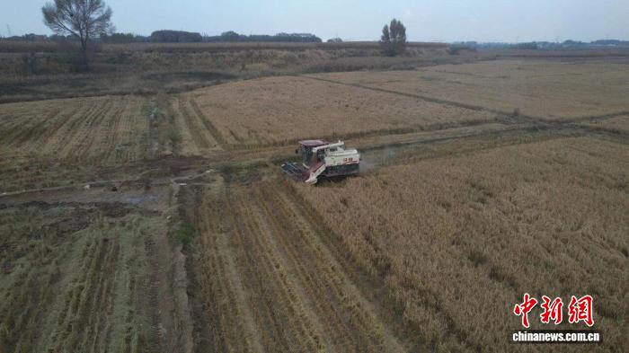 山西朔州水稻丰收场景