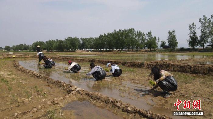 到村工作大学生在田间劳作