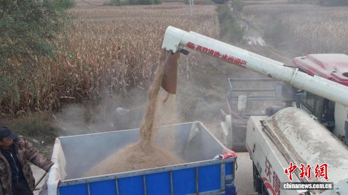 大学生打造的水稻实验基地