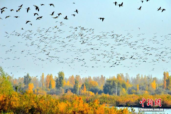 新疆可克达拉市迎大批灰雁迁徙 生态美景引关注