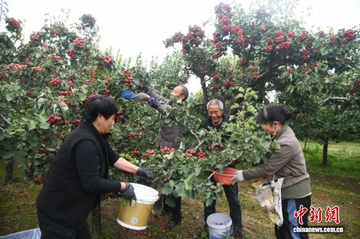 山西闻喜：5.1万亩山楂产业崛起，乡村振兴富民新路径