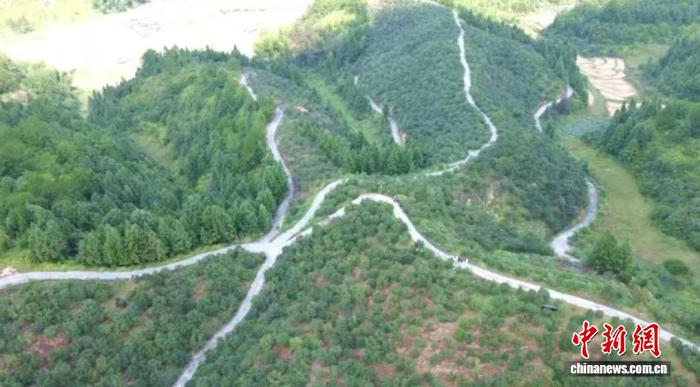 宁化县淮土镇磜下村千亩油茶林