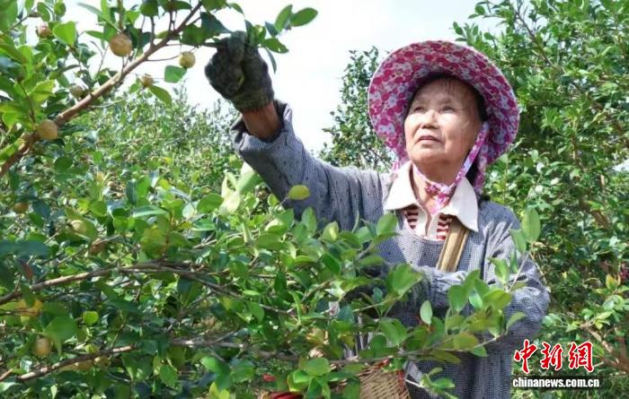 村民在采摘油茶