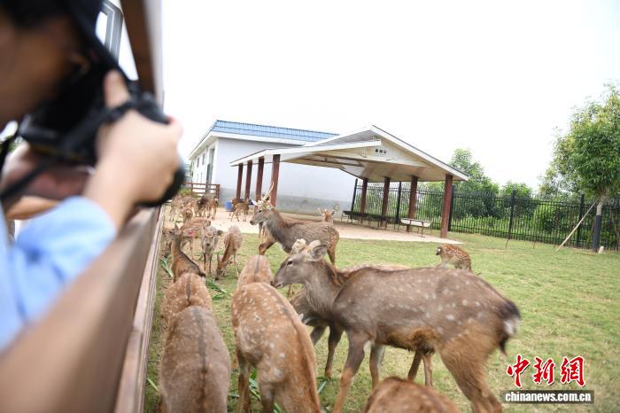 梅花鹿养殖项目