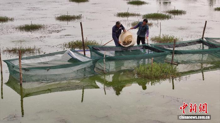 五河县沱湖乡螃蟹养殖基地