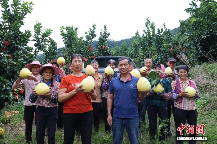 福建长泰蜜柚丰收：甜润舌尖 助力乡村振兴