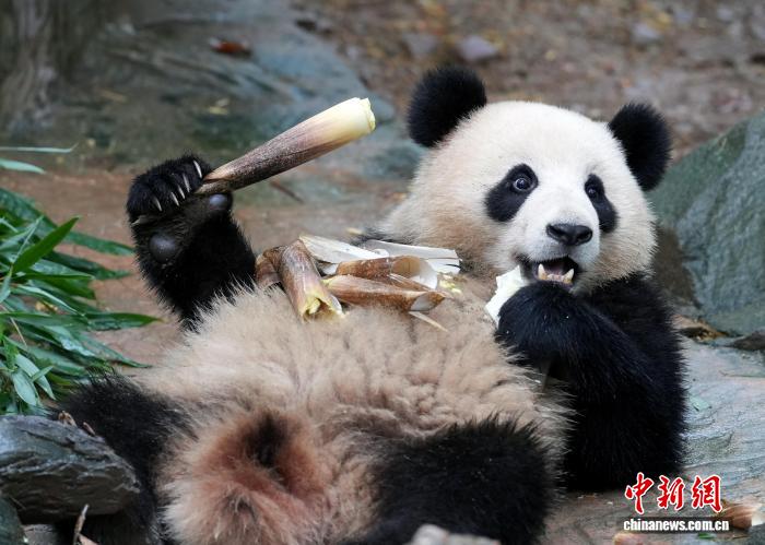 大熊猫“圈粉”全球：四川文旅迎来国际游客潮