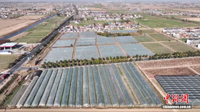 大福村葡萄采摘园丰收景象