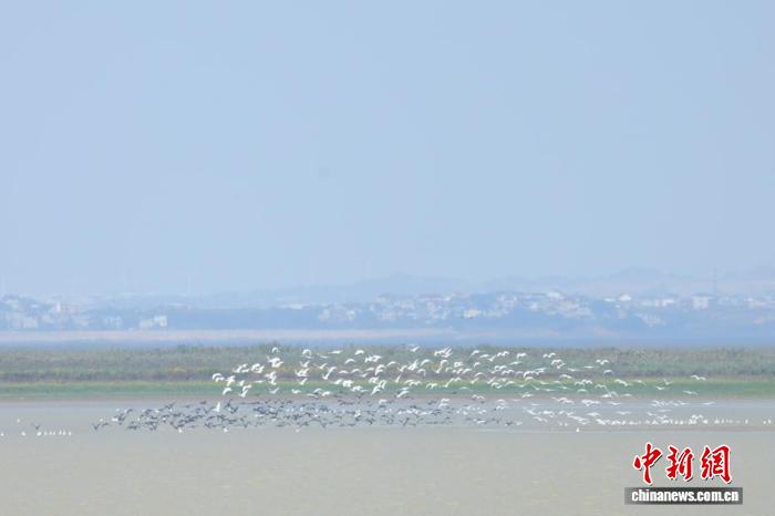 灰鹤、白琵鹭等越冬候鸟大规模聚集鄱阳湖