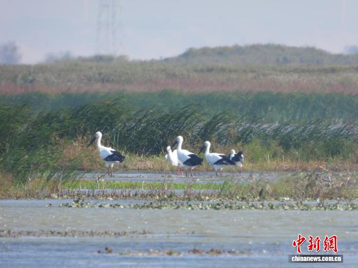 鄱阳湖迎来黑鹳、东方白鹳等大批越冬候鸟