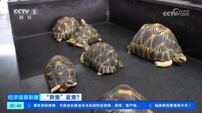 苏卡达陆龟特写