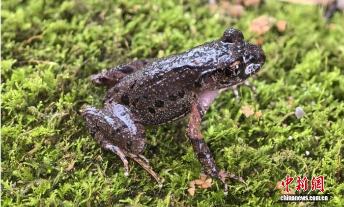 广西保护区发现两栖动物新物种——雅长掌突蟾