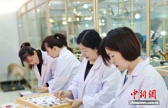 森林医生整理标本