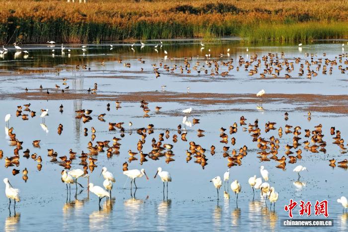 “京津冀最美湿地”按图识鸟开启“黄金观鸟季”