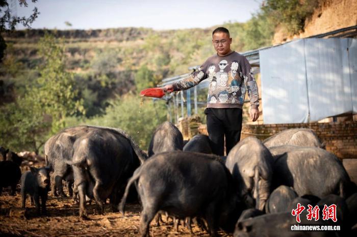山西襄垣95后猪倌：用新思维深耕乡土养殖